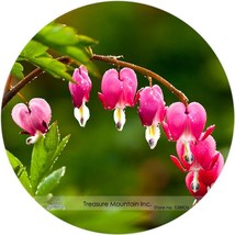  Heirloom Red Lamprocapnos spectabilis Bleeding-Heart Flower 5 Seeds - $6.00