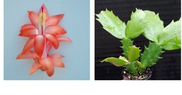 Leonardo Da Vinci Christmas Cactus Starter Plant Schlumbergera Truncata - £25.63 GBP