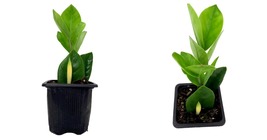3&quot; Pot - ZZ Plant - Zamioculcas zamiifolia - Easy to Grow House Plant  - $30.99