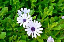 200 Cape African Daisy Flower Seeds Long Blooming Wildflower Drought Tolerant - £9.39 GBP