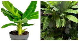 2 Cold Hardy Banana Tree Musa Starter Plant Garden - $77.90