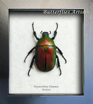Torynorrhina Flammea Real Red Jewel Beetle Framed Entomology Collectible... - €42,86 EUR