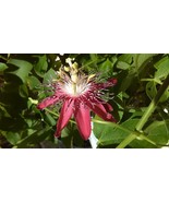 100 Seeds Gallon Red Passion flower Vines Passiflora Lady Margaret - £23.12 GBP