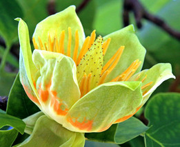 20 Tulip Poplar Seeds Liriodendron Tulipifera Tulip Tree Big Flowers Fresh Seeds - £8.11 GBP