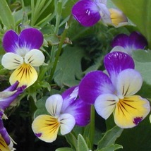 50 Viola Johnny Jump Up Sweetly Scented Seeds Perennial Flower Great Gift - £14.14 GBP
