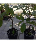 Ficus Racemosa Cluster Fig Tree Cây Sung 1 Plant 1 Feet Tall Ship In 1 G... - $80.76
