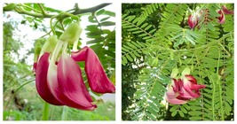 Sesbania grandiflora 10_Seeds | Vegetable Hummingbird | Agati | Baby boots - £15.97 GBP