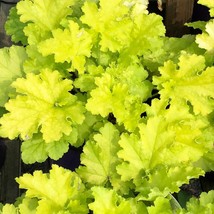 2.5&quot; pot heuchera CITRONELLE yellow bright coral bells - 1 Live Potted Plant - £38.70 GBP