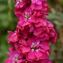 Fast Ship USA Seller 100 Stock Seeds Matthiola Column American Beauty Matthiola  - £13.58 GBP