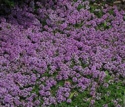 Lima Ja Creeping Thyme Purple Ground Cover Perennial Non-GMO 1000 Seeds 6 - £8.81 GBP