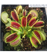 100 Of Catchfly Potted Plant Seeds Garden Venus Fly Trap Insectivorous P... - $7.98