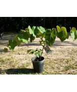 CONCORD GRAPE Vine 3 Gal. Plant Vines Vineyard Plants Healthy Grapes FRE... - $53.30