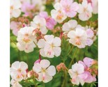 25+ St. Ola Geranium Seeds – Vibrant Flower Seeds for Garden &amp; Pots - $16.50