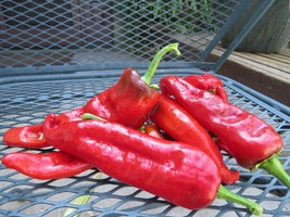 Jemez Chile Seed - native to the high mountain valleys near Jemez Pueblo - $4.95
