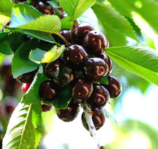 20 Black Cherry Seeds - £10.87 GBP