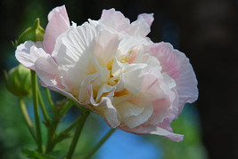 20 Hibiscus Mutabilis Flower Seeds Fw93013 Fresh USA Shipping - $15.96