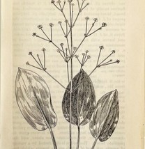 1905 Water Plantain Flower Print Pen &amp; Ink Lithograph Antique Art 6.75 x 3.75&quot; - £13.68 GBP