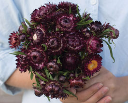 Purple Red Strawflower Flower 50  Seeds - £7.80 GBP