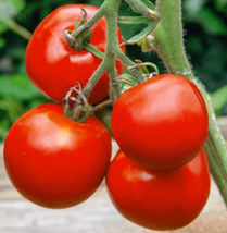 Tomato Manitoba Slicing Determinate Heirloom Container Plant Non-Gmo 60 Seeds - $7.96