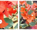 Bambino Orange Bougainvillea Small Well Rooted Starter Plant - $50.93