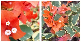 Bambino Orange Bougainvillea Small Well Rooted Starter Plant - £40.90 GBP