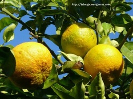live plant fruit Naranjo Navelina, Sinensis Orange tree Outdoor Living - £54.22 GBP