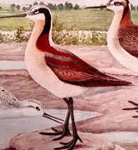 Wilson&#39;s Phalarope Shorebirds 1936 Bird Lithograph Color Plate Print DWU12B - £19.51 GBP