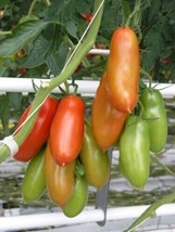 ENIL 50 Seeds San Marzano Tomato Vegetable Garden Planting Tomatoes USA - £3.28 GBP