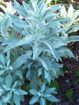 125+ White Sage Seeds   Indian Herb  Grow Your Own Salvia Apiana Packed - £4.47 GBP