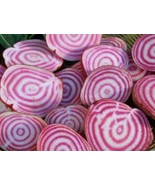LD Chioggia Beet Seeds 100 Survival Grow Healthy Vegetables Fast Growing - $260.91 MXN