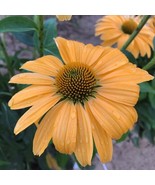 50 One in a Million Coneflower Seeds Echinacea Perennial Flowers Flower ... - $9.98