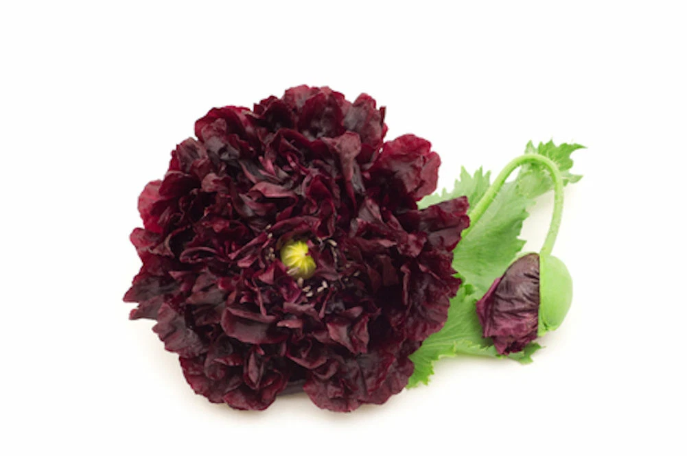 100 Seeds Double Black Flower Poppy  -Seed Pack - $19.64