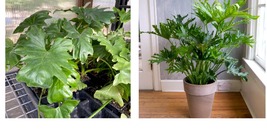 Live Plant - Philodendron - Selloum - Houseplant - £33.56 GBP