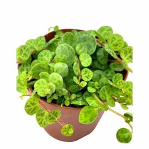 String of Turtles, Peperomia prostrata, in 2 inch pot Super cute great plant gif - £11.23 GBP