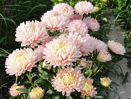 30 Duchess Apricot Paeony Aster French Peony Callistephus Flower Seeds Fresh Gar - $11.00