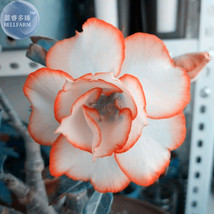 BELLFARM White Adenium Desert Rose with Orange edge Flower Seeds, 2 seeds, profe - £3.24 GBP