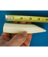 #16 HIPPO SMALL CANINE TOOTH (Imitation/Replica) - $6.44
