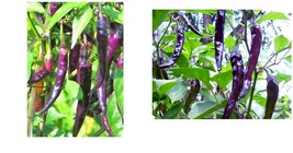 75 Seeds! Hot Peppers CAYENNE PURPLE 30,000 Scovilles Capiscum Medium  - £20.84 GBP