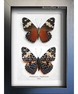 Blue &amp; Red Cracker Hamadryas Amphinome Butterflies Framed Entomology Sha... - $139.42 CAD