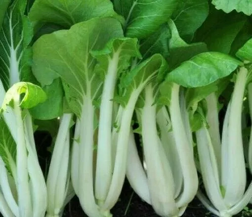 300 VEGETABLE SEED PAK CHOI BOK CHOY For Garden - $6.84 CAD
