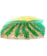 Tobacco Field with Sunrise Decal Sticker for Car/Truck Windows Phones - $128.20 MXN+