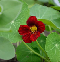 THJAR Red Nasturtium 10 AUTHENTIC Seeds Easy-to-Grow Annual Flowers - $6.75