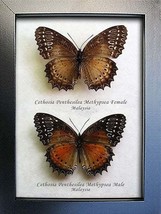 Cethosia Penthesilea PAIR Lacewing Butterflies Entomology Collectible Display - £70.77 GBP