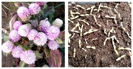 Dwarf Gomphrena Globosa Pink Seeds for Charming 25cm Plants 400 Seeds  - £20.29 GBP