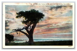 Lone Cypress Midway Point 17 Mile Drive Monterey CA WB  Postcard C20 - £1.51 GBP