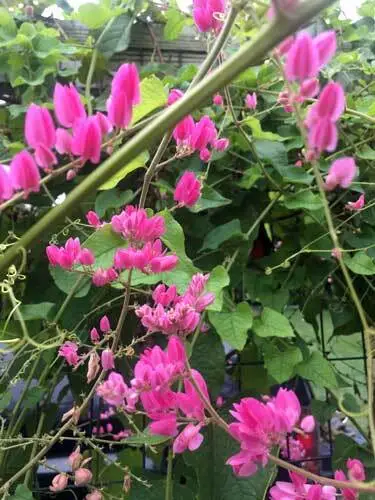 Antigonon Leptopus Coralita Bee Bush Coral Vine 5 Seeds Fresh Garden - £17.25 GBP