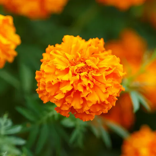 Marigold African Hawaii Tall Orange Double Blooms Beneficial Non-Gmo 250 Seeds G - £5.98 GBP