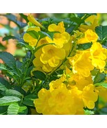 Tacoma Stans - Yellow Bell Plant - 5 Inches Tall - $10.00
