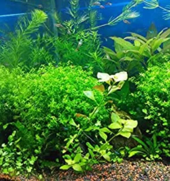 Aquarium Plants Seeds Artificial Aquarium Plant Decoration Fish Tank Submersible - £5.97 GBP