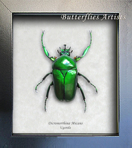 Metallic Green African Beetle Dicronorrhina Micans Framed Entomology Sha... - $58.99